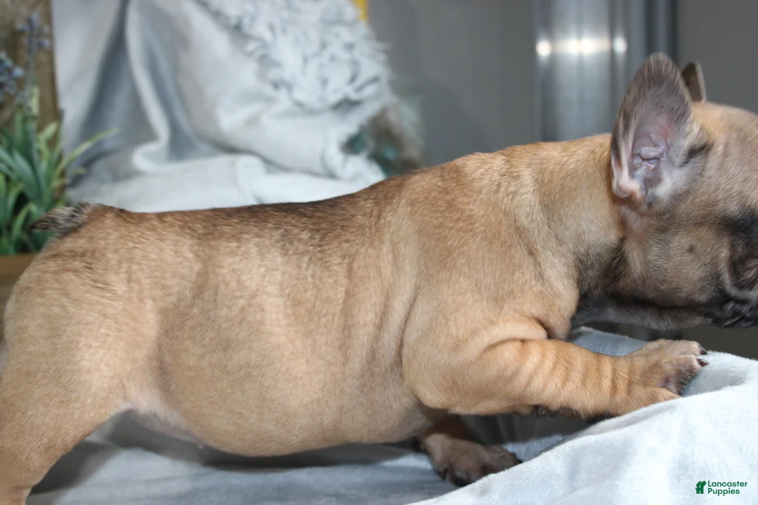 French Bulldog dogs for sale: French Bulldog Puppy 1 - Ad 5