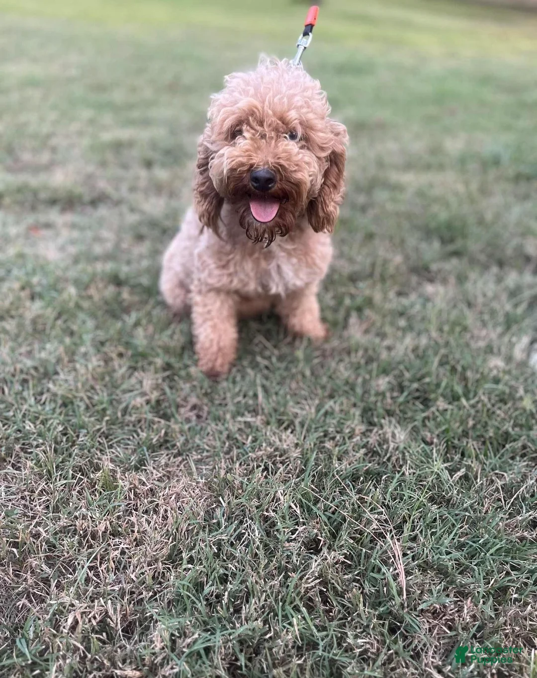 Mini Goldendoodle dogs for sale: Louie - Ad 4