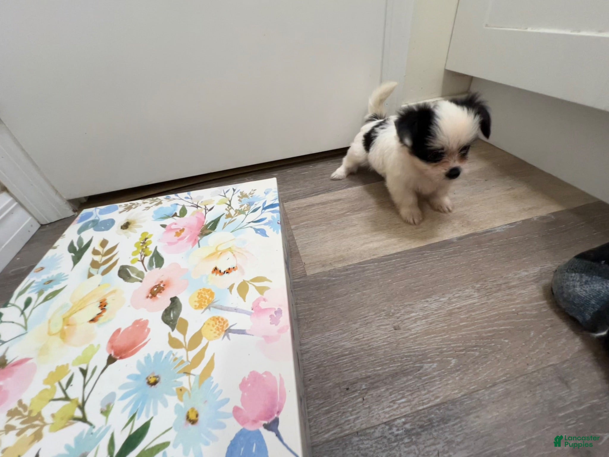 Mixed Breed dogs Mixed Breed 2 - Ad 10