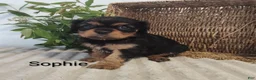 Cavalier King Charles Spaniel dogs for sale: Sophie  - Ad 2