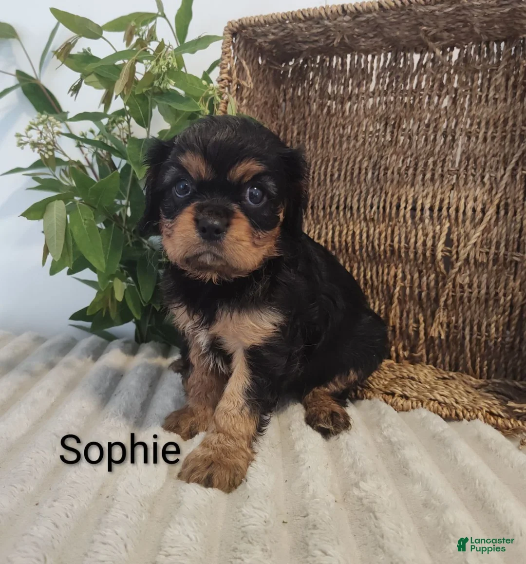 Cavalier King Charles Spaniel dogs for sale: Sophie  - Ad 2