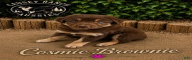 Cosmic Brownie — Female