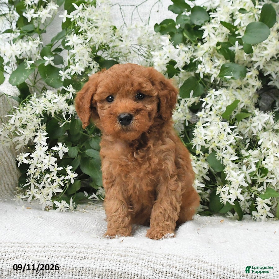 Goldendoodle dogs Jerry - Ad 2