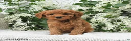 Goldendoodle dogs for sale: Jerry - Ad 2