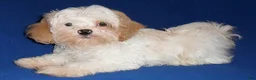 Shihpoo dogs for sale: Pickles - Ad 9