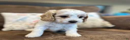 Cockapoo dogs for sale: Buff and white boy/black nose  - Ad 4