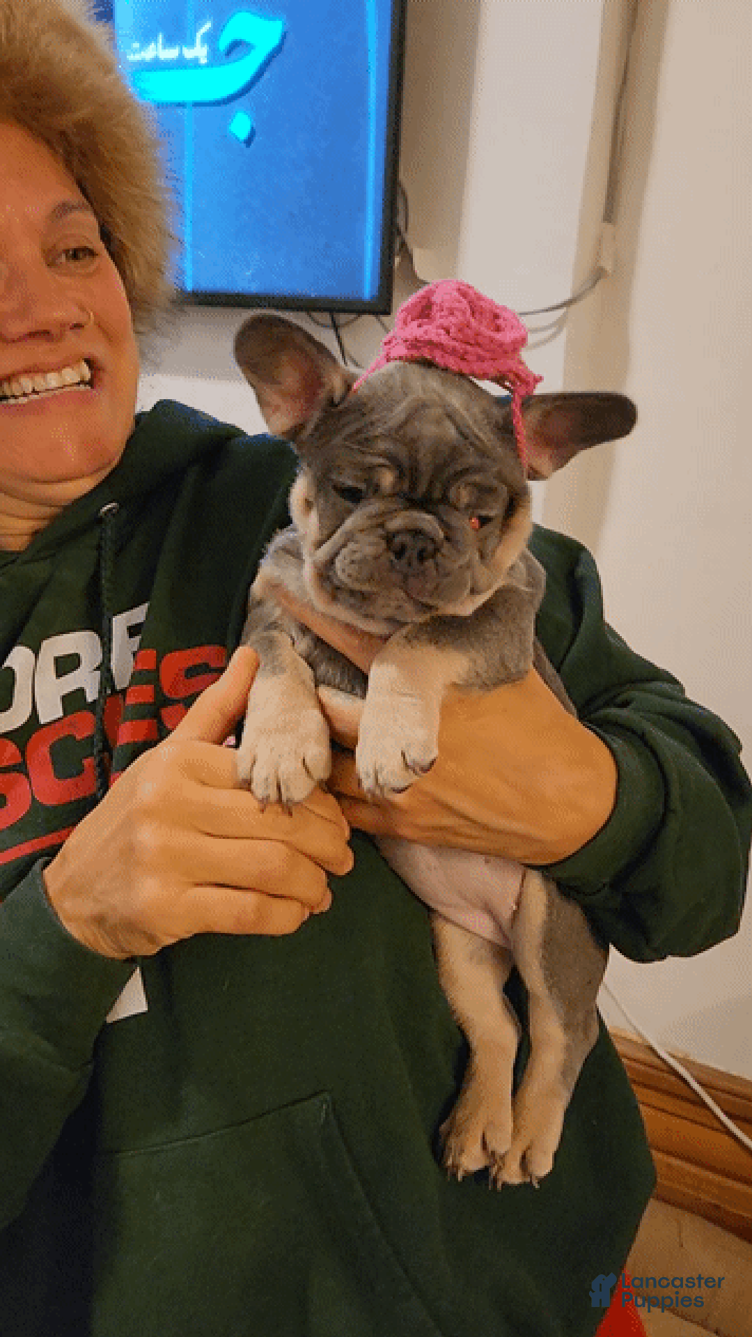 French Bulldog dogs for sale: GG - Ad 3