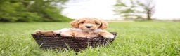 Goldendoodle dogs for sale: Milo - Ad 3