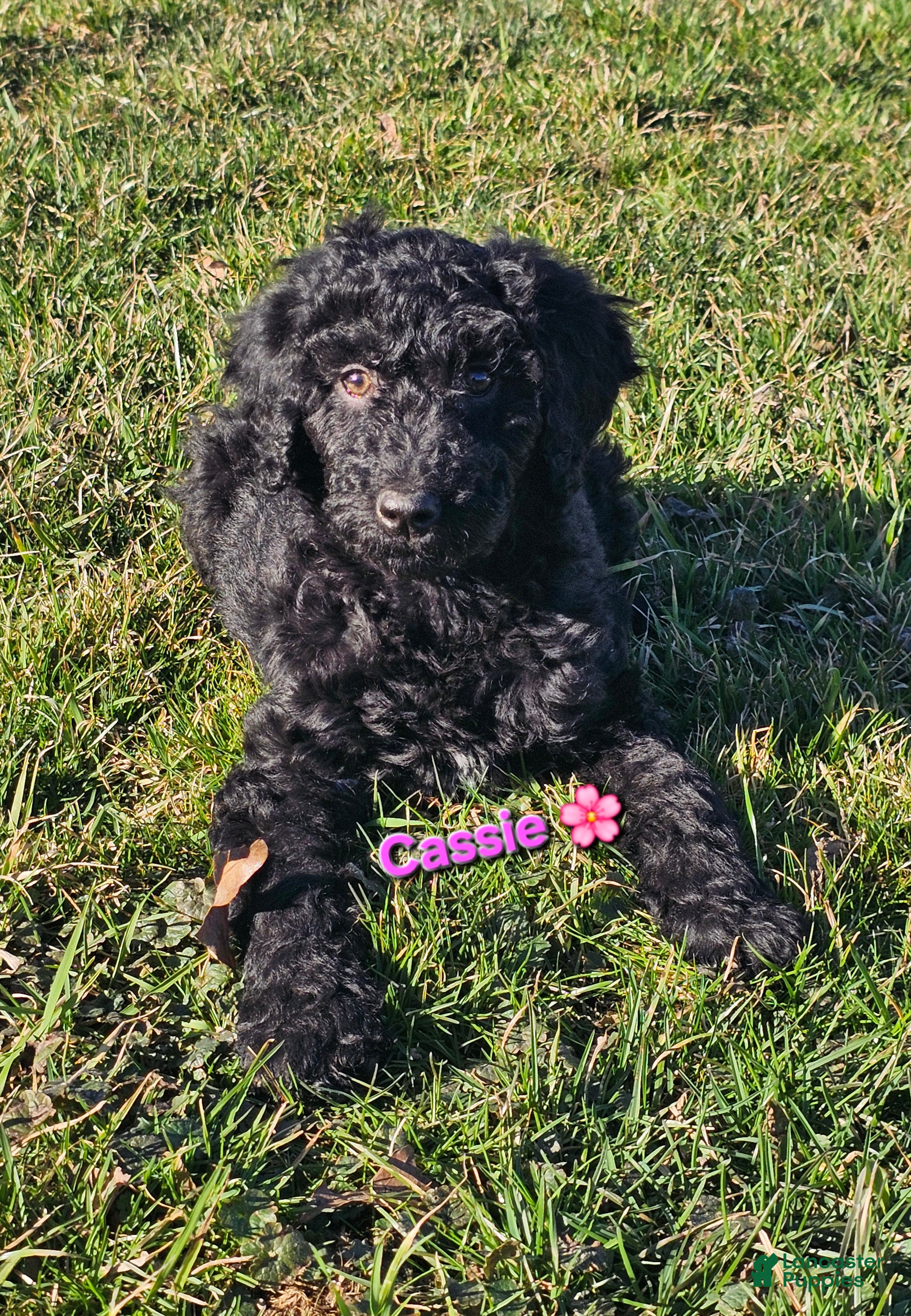 Goldendoodle dogs Cassie  - Ad 40
