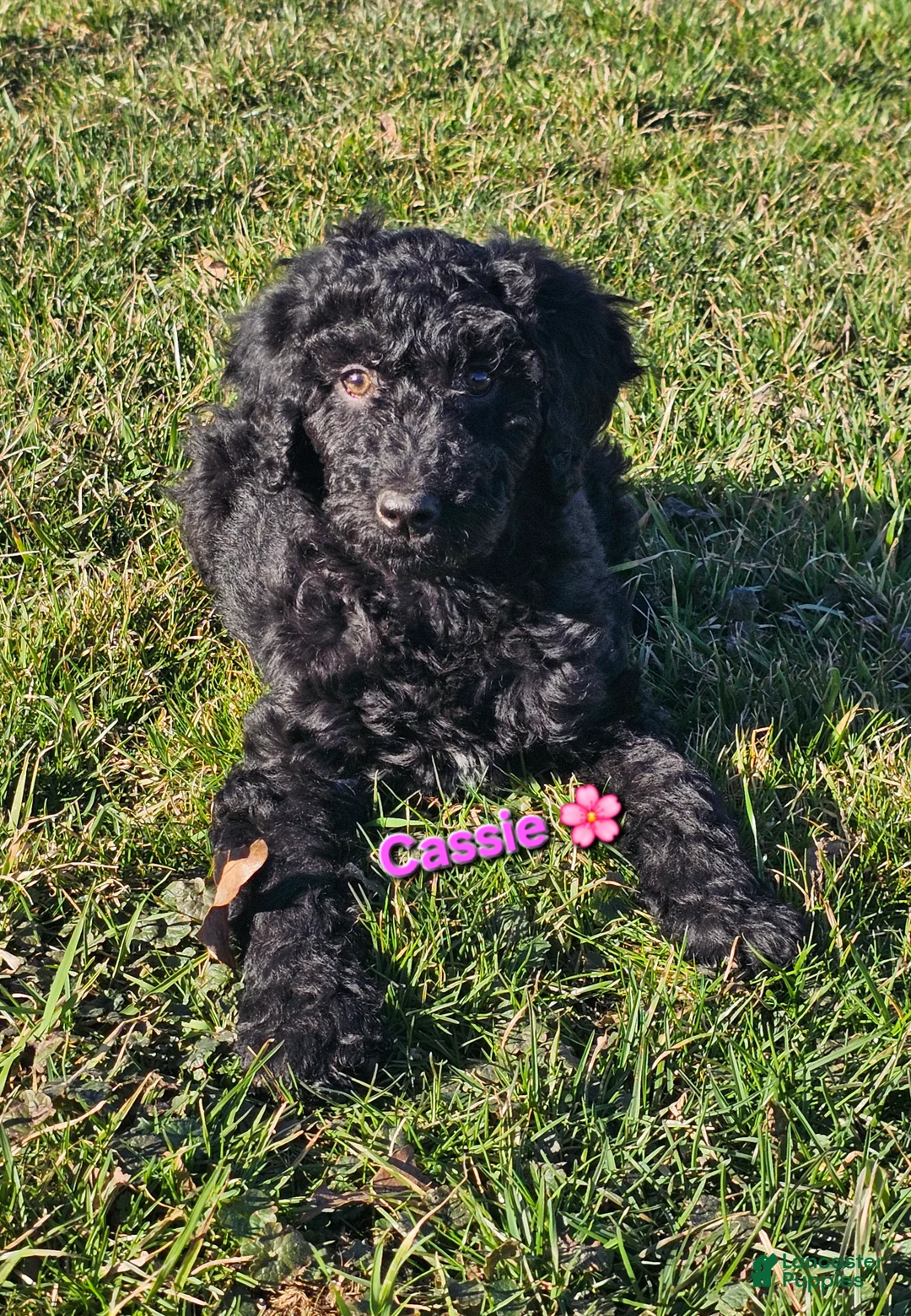 Goldendoodle dogs for sale: Cassie  - Ad 1