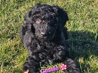 Goldendoodle dogs Cassie - Ad 40