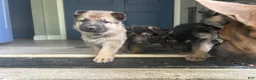 German Shepherd dogs for sale: Baby - Ad 7