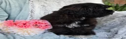 Shihpoo dogs for sale: Dawn - Ad 8