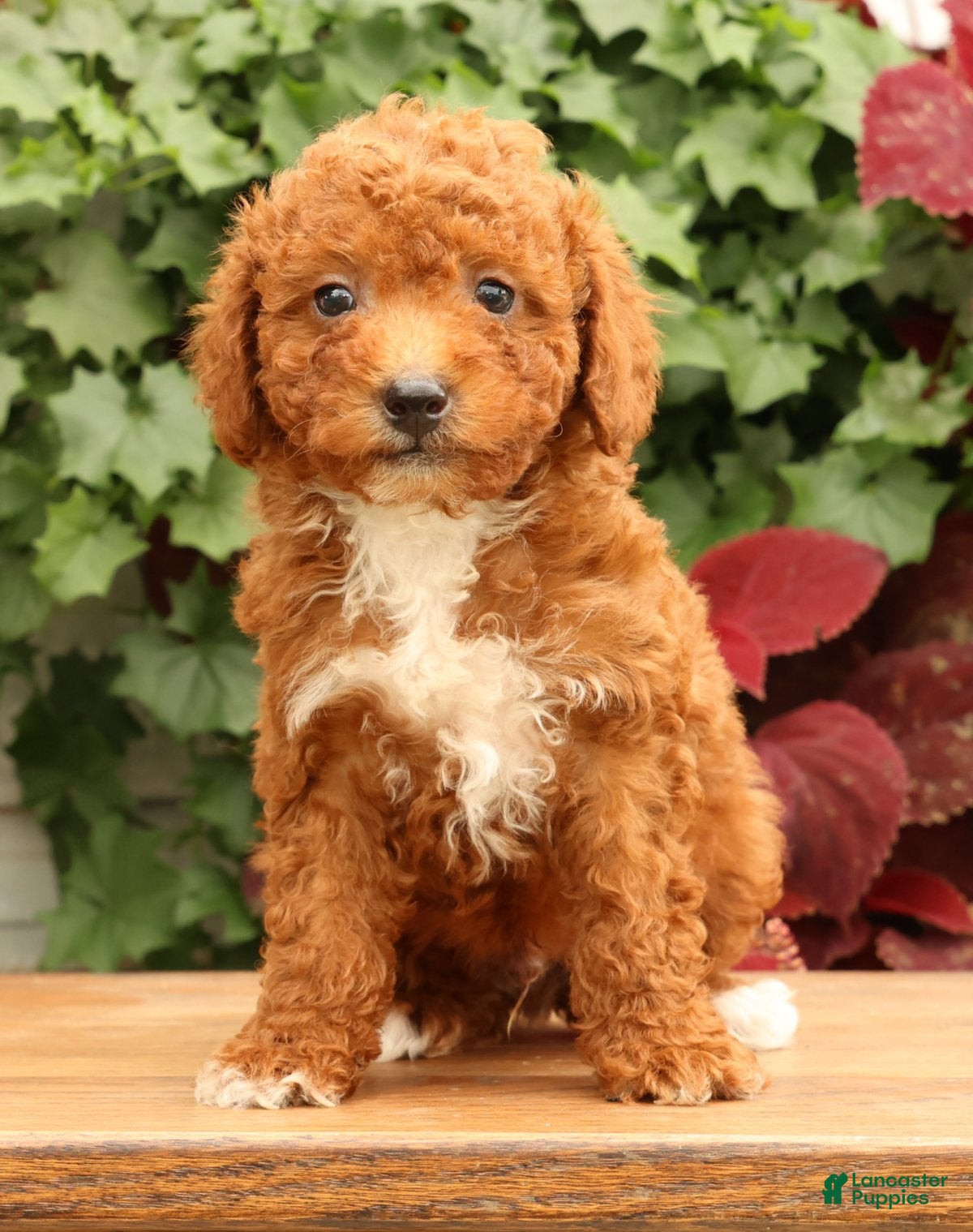 Miniature Poodle dogs Seth - Ad 2