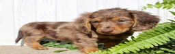 Miniature Dachshund dogs for sale: Piper - Ad 3