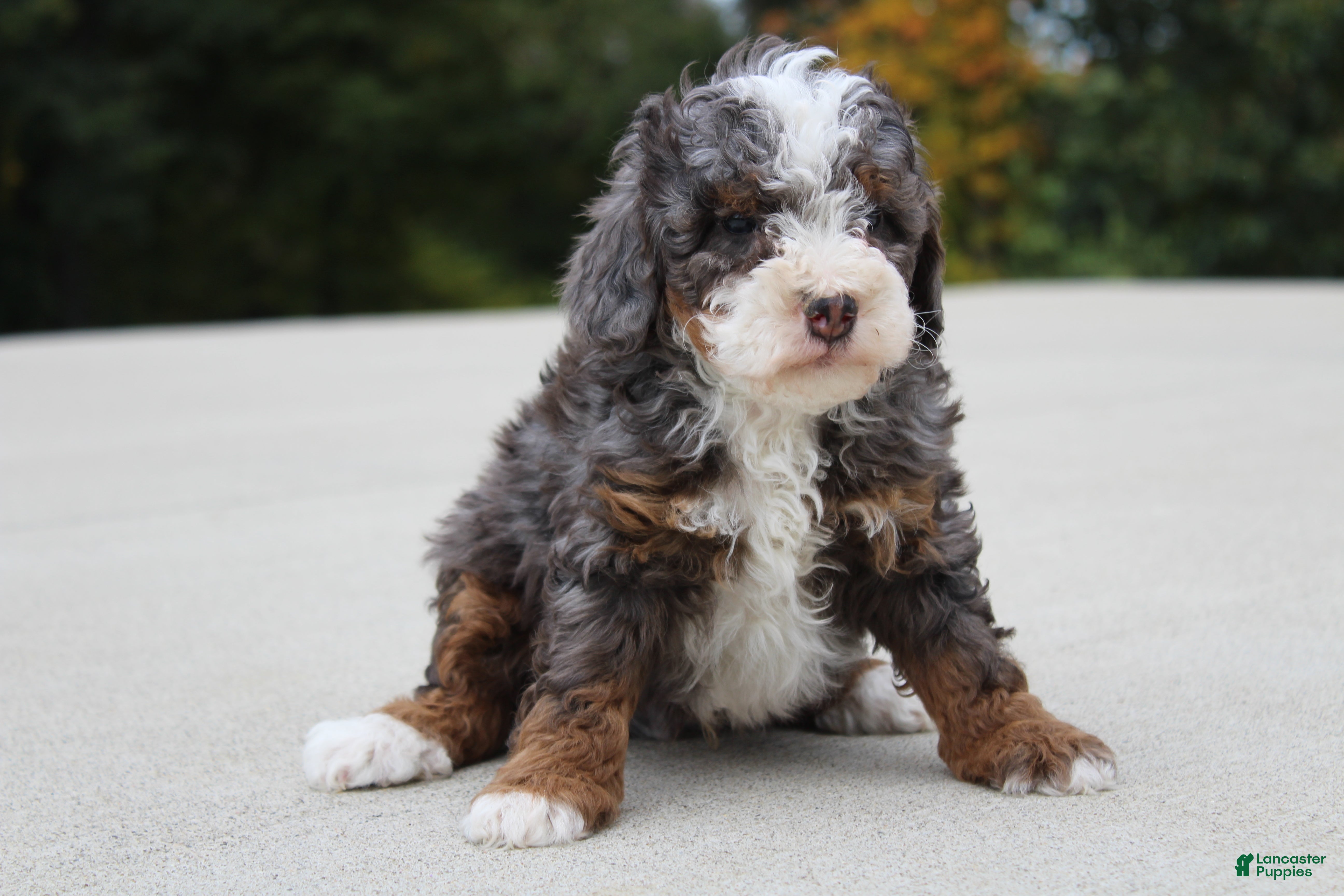 Mini Bernedoodle dogs Bentley  - Ad 1