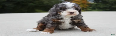 Bentley 