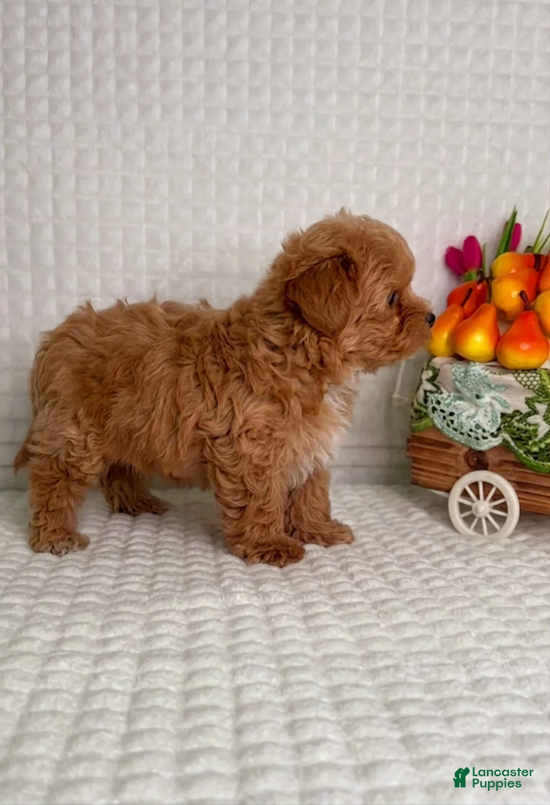 Maltipoo dogs for sale: George - Ad 2