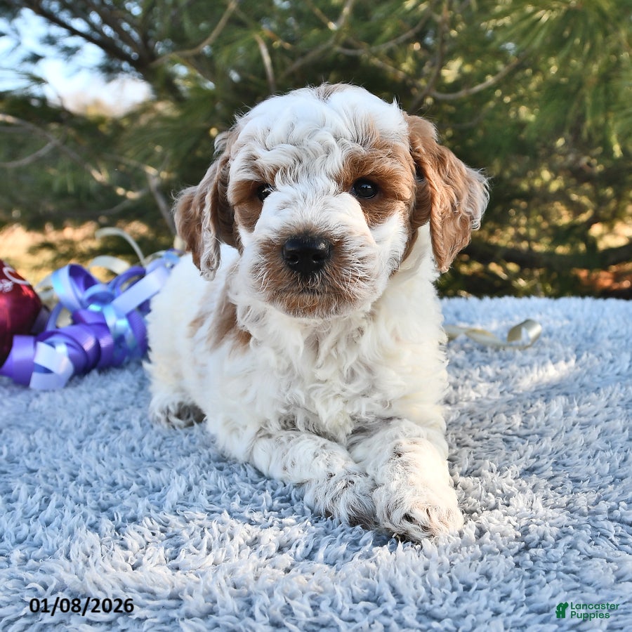 Mini Goldendoodle dogs Captain - Ad 19