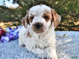 Mini Goldendoodle dogs Captain - Ad 19