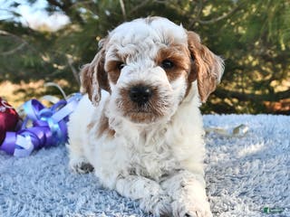 Mini Goldendoodle dogs Captain - Ad 8