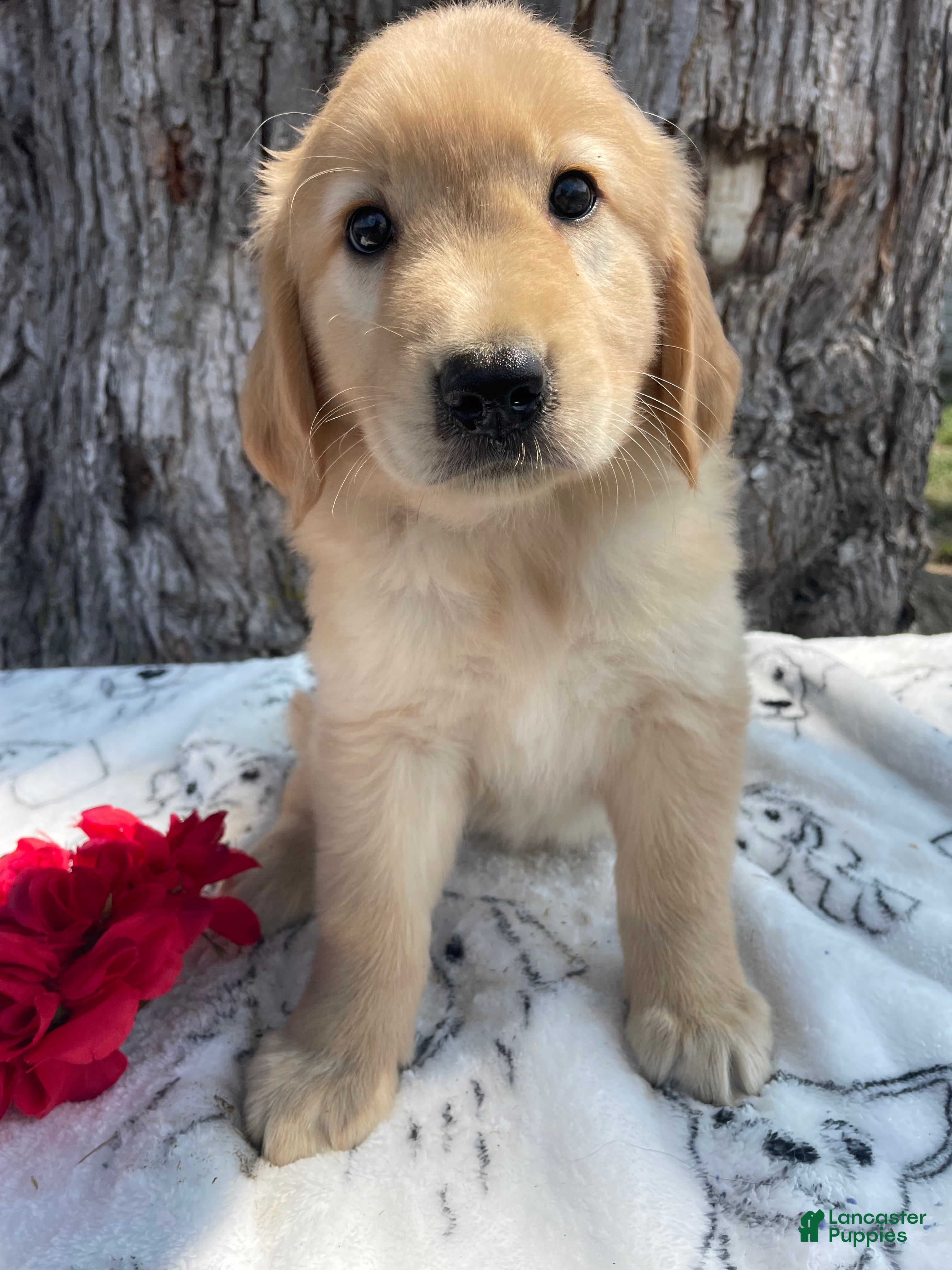 Mixed Breed dogs Etta - Ad 40