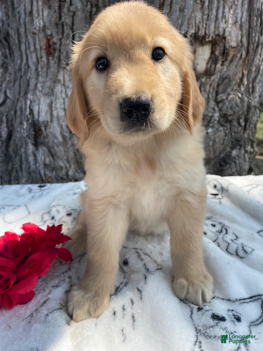 Mixed Breed dogs for sale: Etta - Ad 1