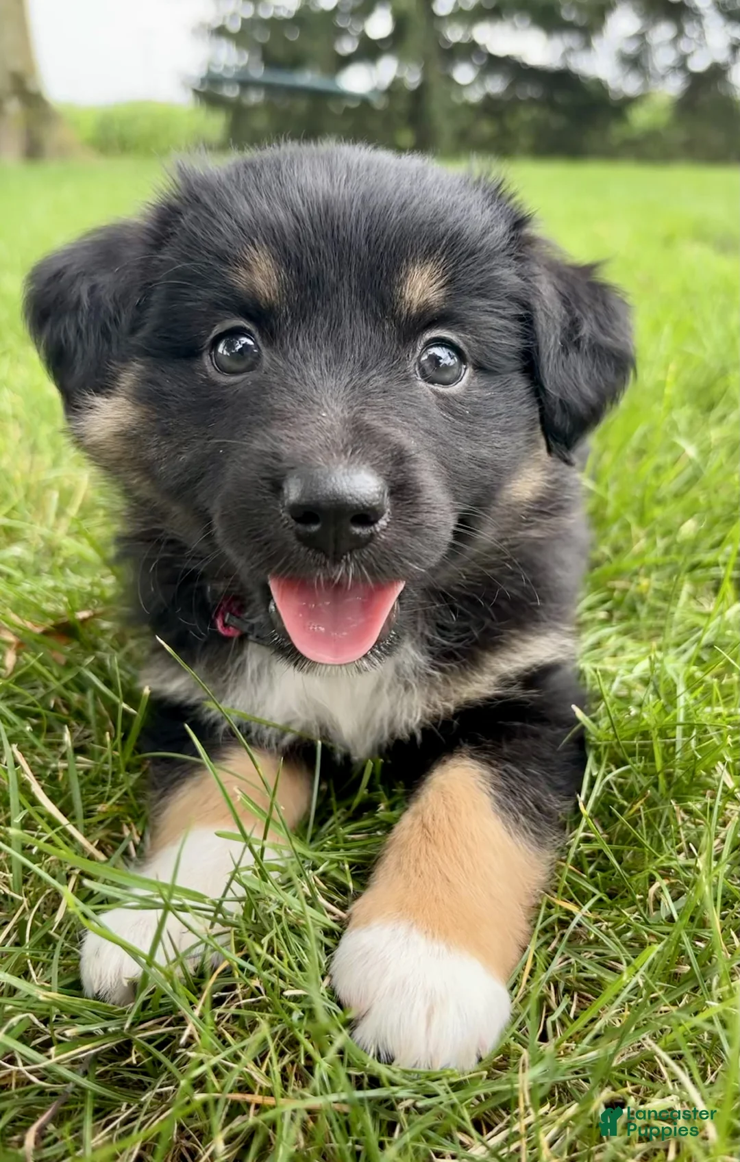 Miniature Australian Shepherd dogs for sale: Faye Miniature Australian Shepherd  - Ad 1