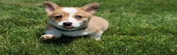 Welsh Corgi Pembroke dogs for sale: Ace - Ad 4