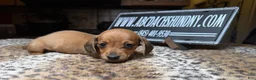 Miniature Dachshund dogs for sale: Smooth red male - Ad 2