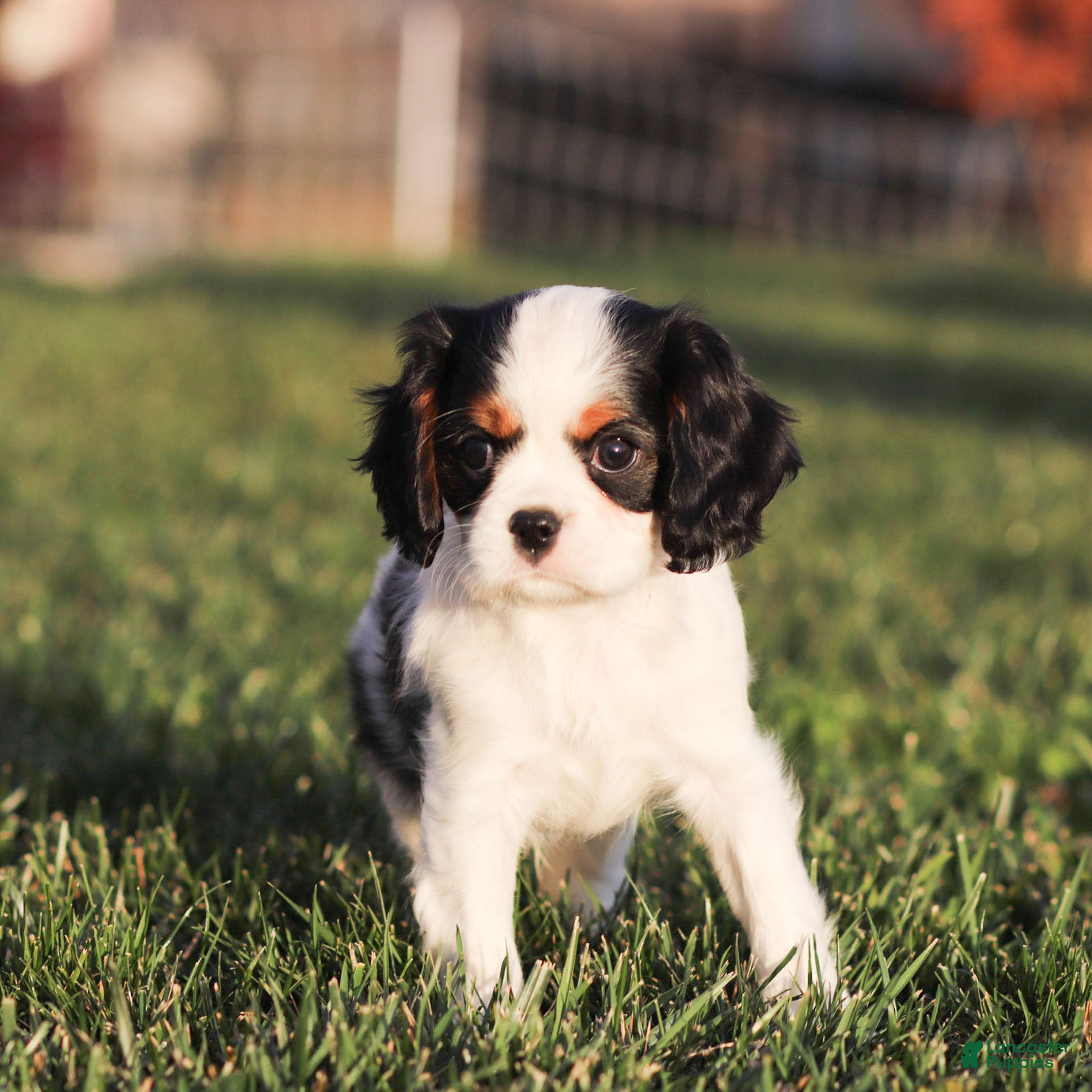 Cavalier King Charles Spaniel dogs Myles - Ad 15