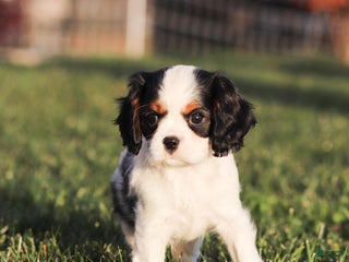 Cavalier King Charles Spaniel dogs Myles - Ad 19