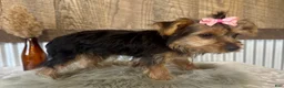 Yorkshire Terrier dogs for sale: Gabby - Ad 7