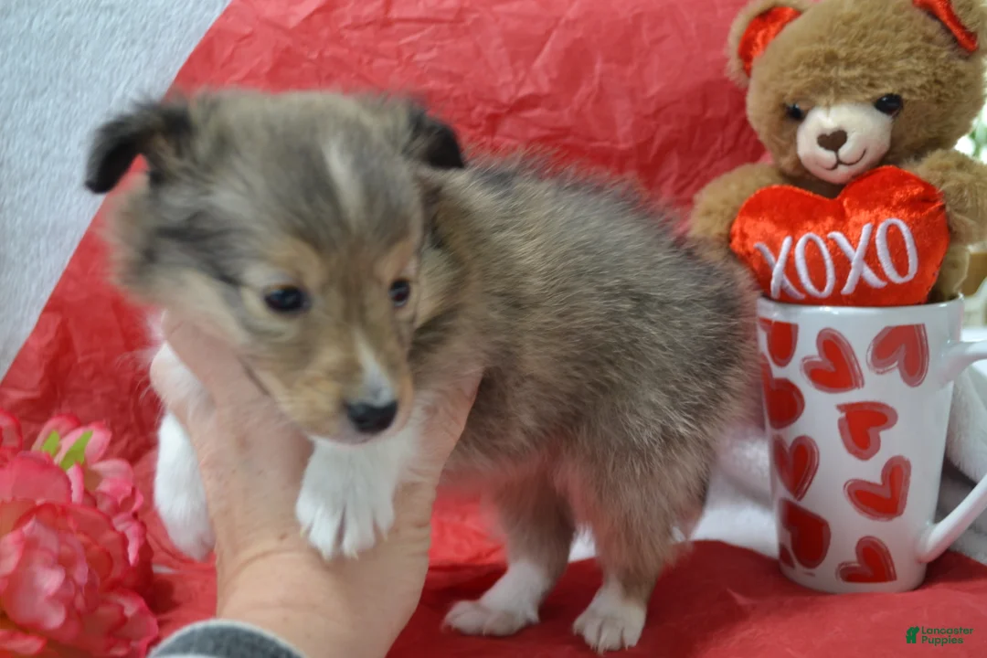 Shetland Sheepdog dogs for sale: Kalila - Ad 6