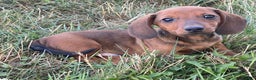 Dachshund dogs for sale: Dustin - Ad 2