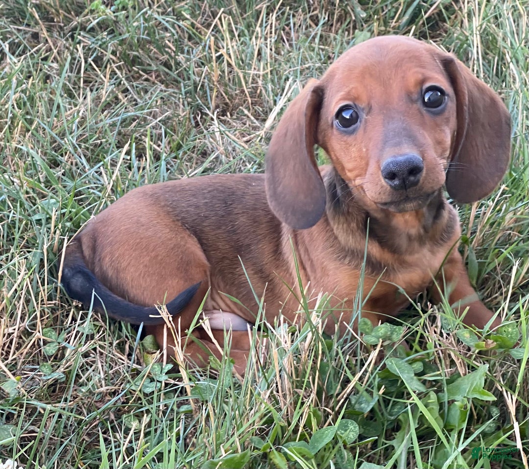 Dachshund dogs for sale: Dustin - Ad 2