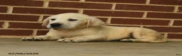 Labrador Retriever dogs for sale: Bear - Ad 3