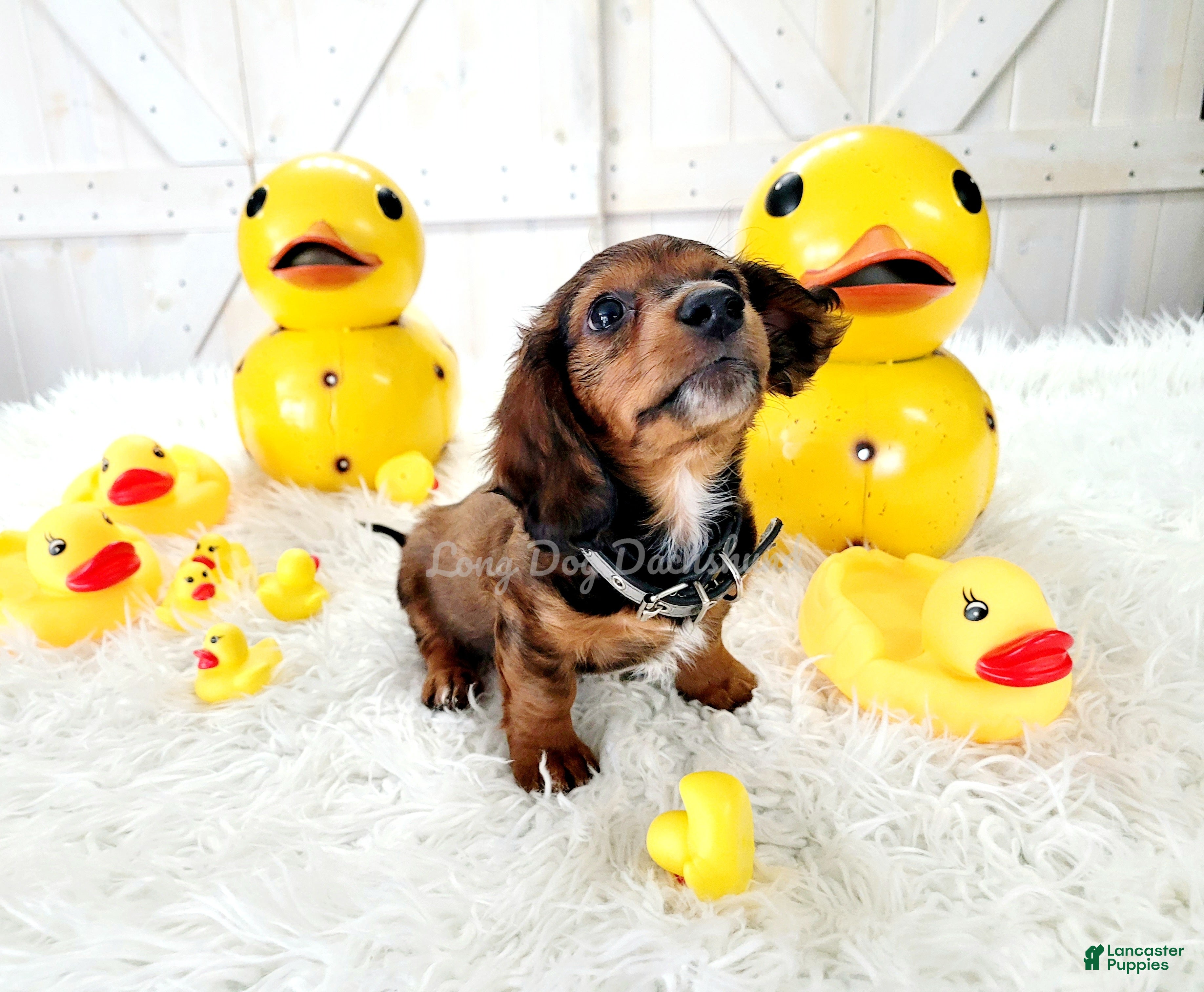 Miniature Dachshund dogs Romeo - Ad 34