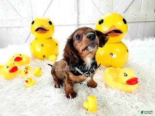 Miniature Dachshund dogs Romeo - Ad 2