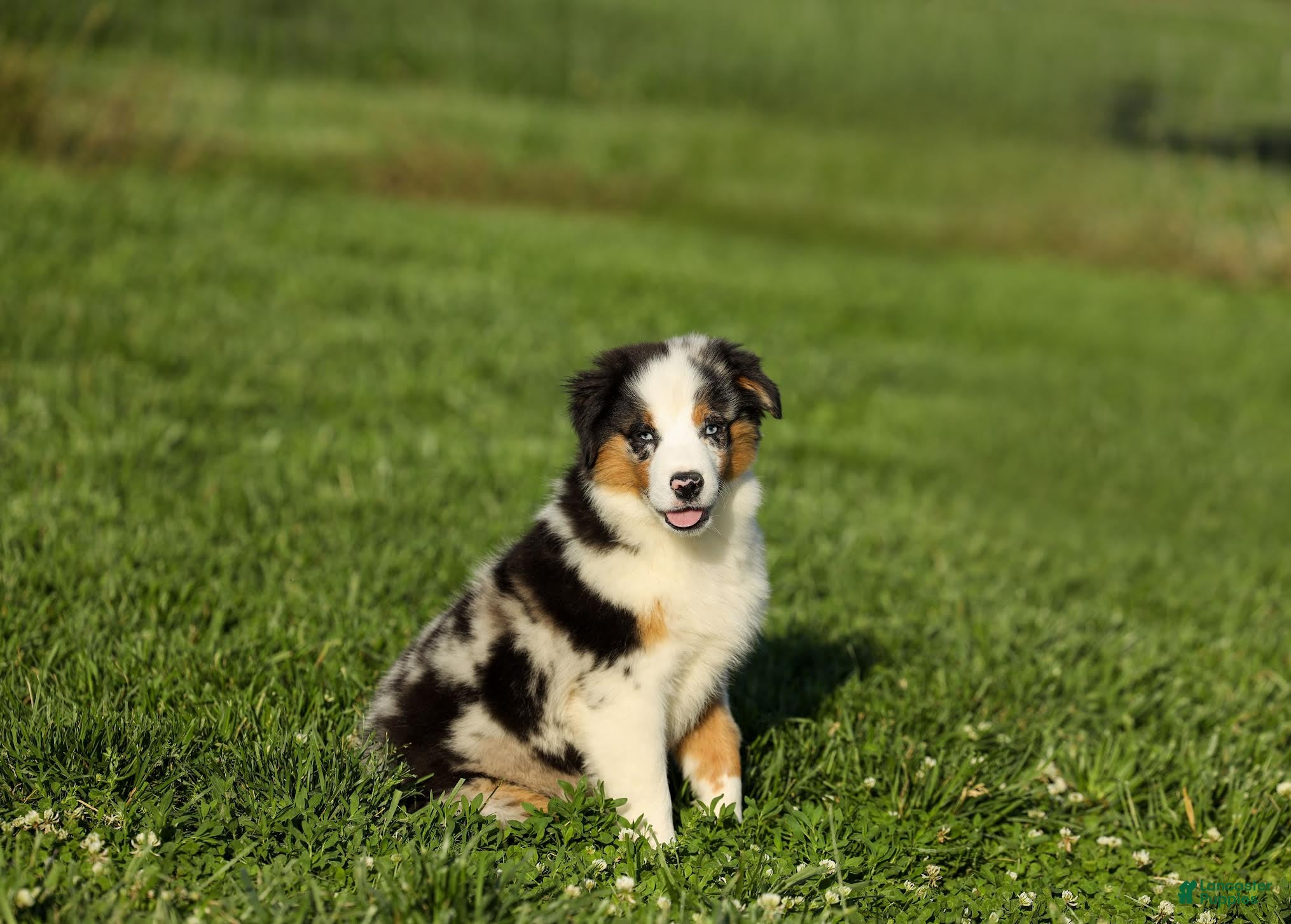 Miniature Australian Shepherd dogs Pop Miniature Australian Shepherd Puppy  - Ad 1
