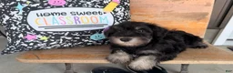 Miniature Schnauzer dogs for sale: Tiffany Miniature Schnauzer  - Ad 2