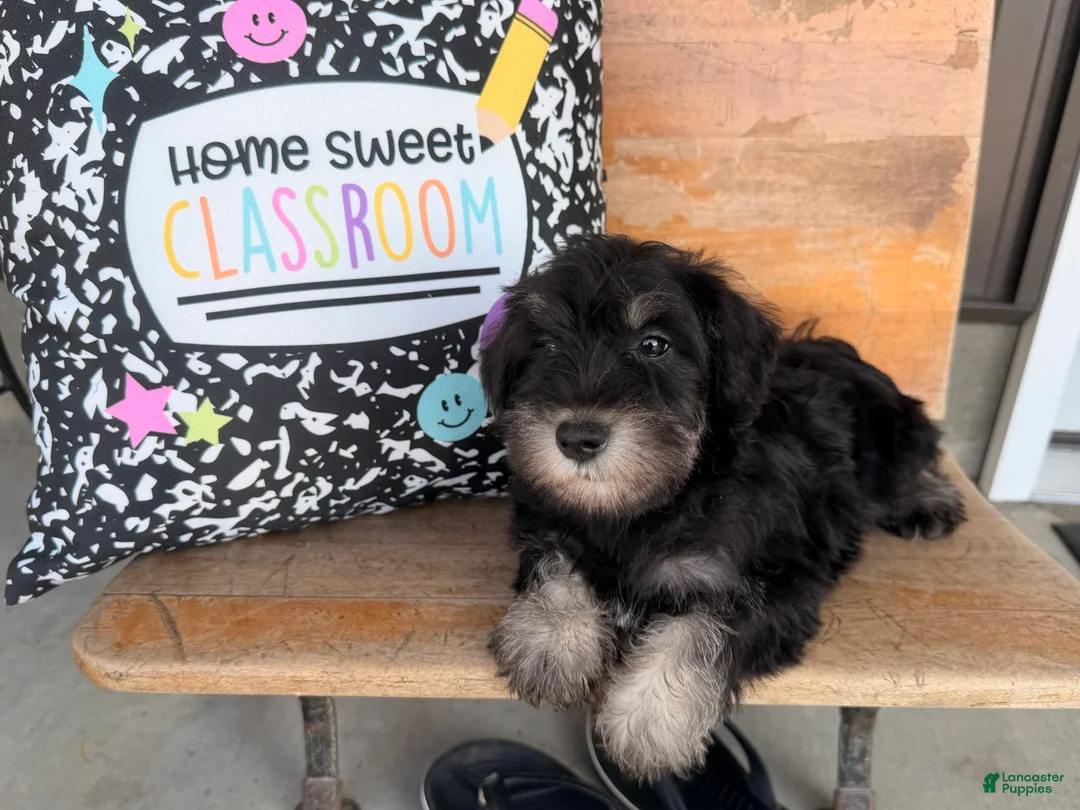 Miniature Schnauzer dogs for sale: Tiffany Miniature Schnauzer  - Ad 2