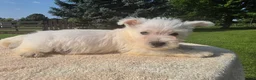 West Highland Terrier dogs for sale: West Highland Male 2 - Ad 1