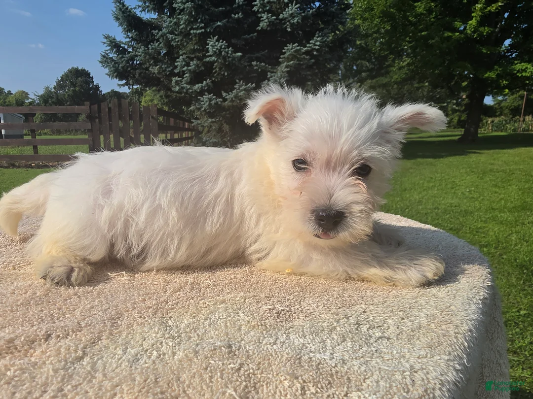 West Highland Terrier dogs for sale: West Highland Male 2 - Ad 1