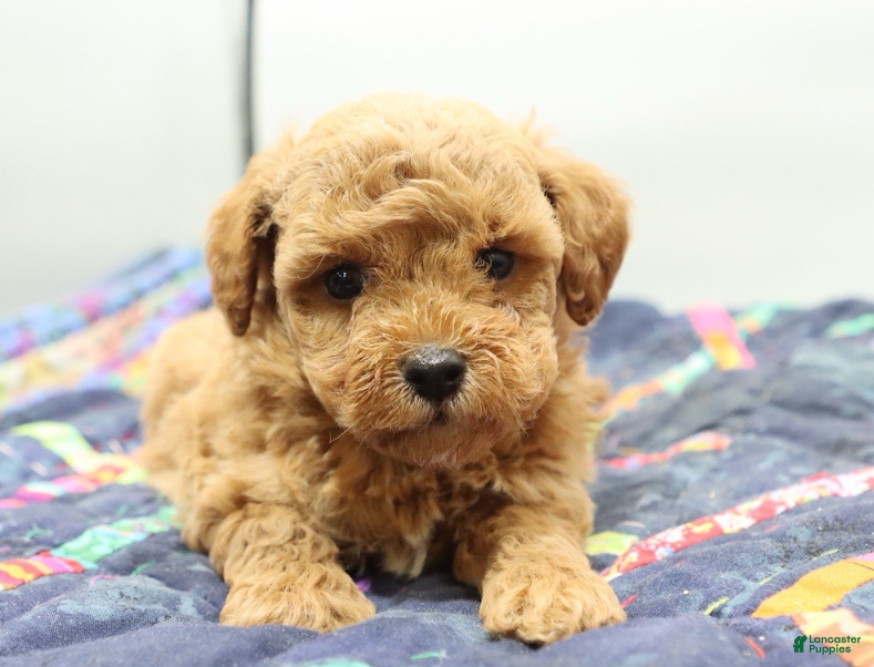 Toy Poodle dogs Light Red Boy - Ad 2