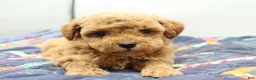 Toy Poodle dogs for sale: Light Red Boy - Ad 2