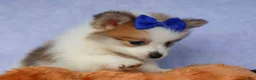 Pomeranian dogs for sale: Evan🐶  - Ad 6