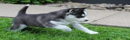 Siberian Husky dogs for sale: Alaska - Ad 5