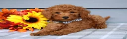 Goldendoodle dogs for sale: Ollie  - Ad 5