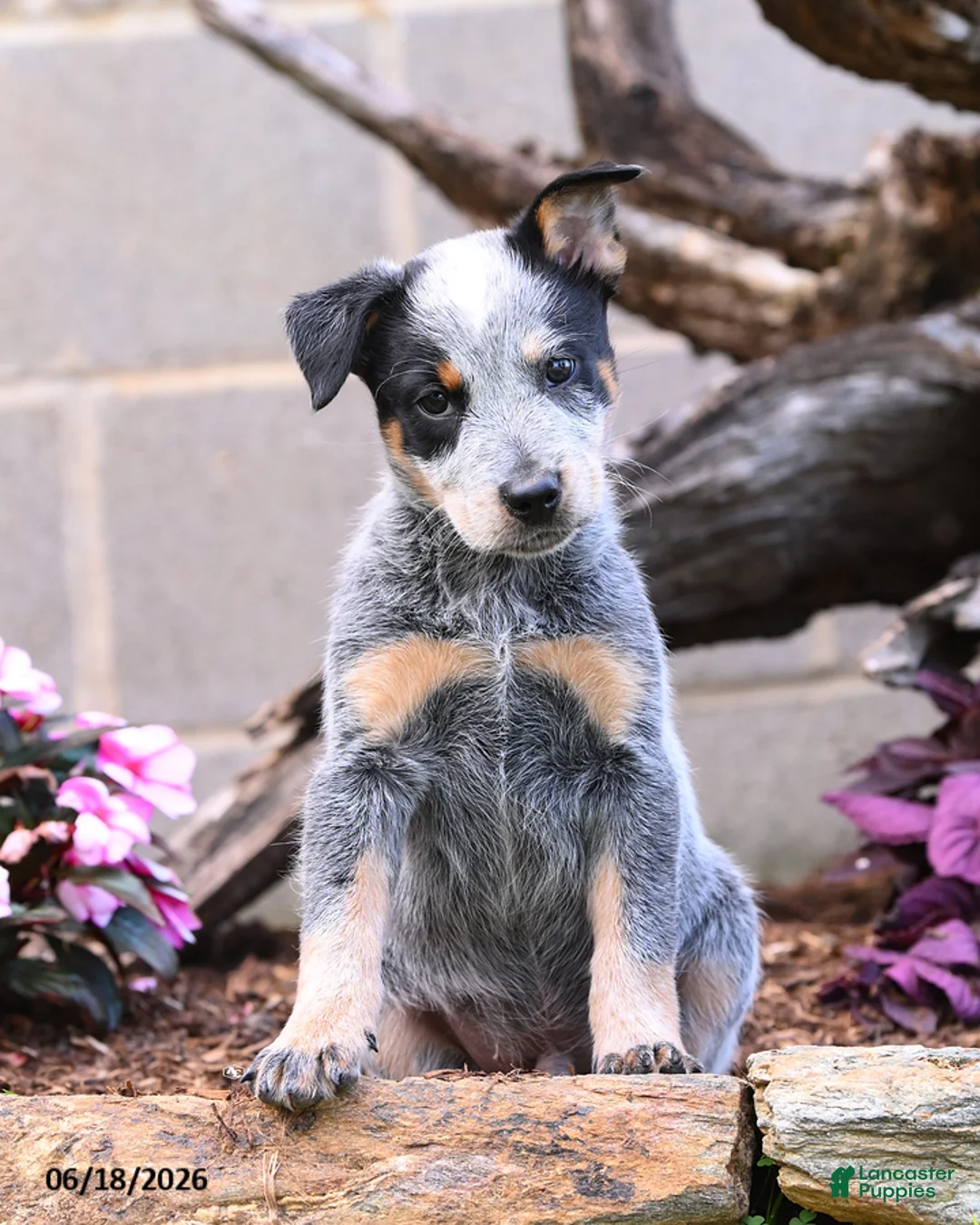 Australian Cattle Dog dogs for sale: Axel - Ad 1